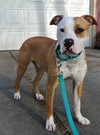 Howi-ADOPTED-5.5.15