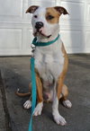 Howi-ADOPTED-5.5.15