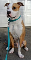 Howi-ADOPTED-5.5.15