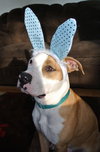 Howi-ADOPTED-5.5.15