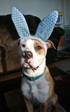 Howi-ADOPTED-5.5.15
