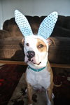 Howi-ADOPTED-5.5.15