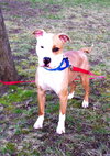 Howi-ADOPTED-5.5.15