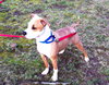 Howi-ADOPTED-5.5.15