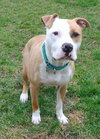 Howi-ADOPTED-5.5.15