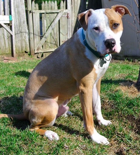 Howi-ADOPTED-5.5.15