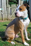 Howi-ADOPTED-5.5.15