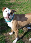 Howi-ADOPTED-5.5.15