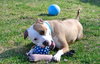 Howi-ADOPTED-5.5.15