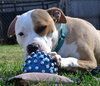 Howi-ADOPTED-5.5.15