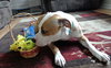 Howi-ADOPTED-5.5.15