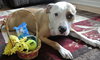 Howi-ADOPTED-5.5.15