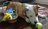 Howi-ADOPTED-5.5.15