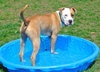 Howi-ADOPTED-5.5.15