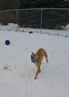 Zonya - ADOPTED 9.29.16