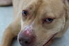 Zonya - ADOPTED 9.29.16