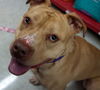 Zonya - ADOPTED 9.29.16