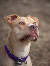 Zonya - ADOPTED 9.29.16