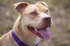 Zonya - ADOPTED 9.29.16