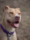Zonya - ADOPTED 9.29.16