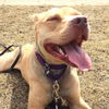 Zonya - ADOPTED 9.29.16