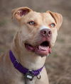Zonya - ADOPTED 9.29.16