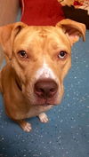 Zonya - ADOPTED 9.29.16