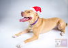 Zonya - ADOPTED 9.29.16