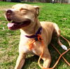 Zonya - ADOPTED 9.29.16