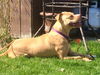 Zonya - ADOPTED 9.29.16