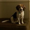 Troody-ADOPTED-2.16.15