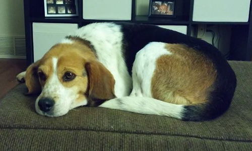 Troody-ADOPTED-2.16.15
