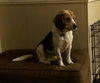 Troody-ADOPTED-2.16.15