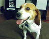Troody-ADOPTED-2.16.15