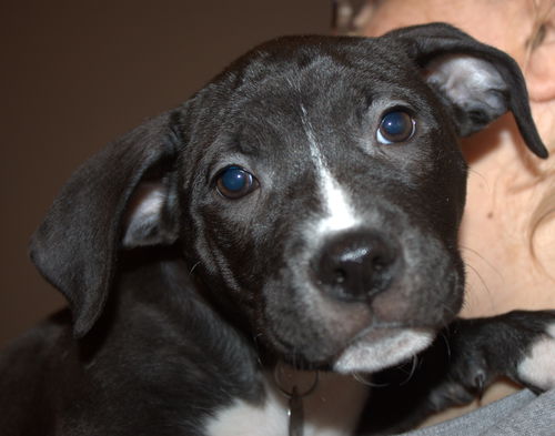 Vm Litter Emily - ADOPTED 02.15.15