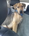 Copper-ADOPTED-3.6.15
