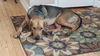 Copper-ADOPTED-3.6.15