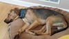 Copper-ADOPTED-3.6.15