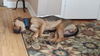 Copper-ADOPTED-3.6.15