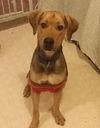 Copper-ADOPTED-3.6.15