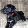Shiloh - Wm Litter - ADOPTED 02.23.19