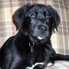Shiloh - Wm Litter - ADOPTED 02.23.19
