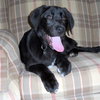 Shiloh - Wm Litter - ADOPTED 02.23.19