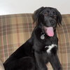 Shiloh - Wm Litter - ADOPTED 02.23.19