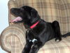 Shiloh - Wm Litter - ADOPTED 02.23.19