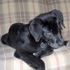Shiloh - Wm Litter - ADOPTED 02.23.19