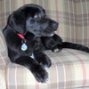 Shiloh - Wm Litter - ADOPTED 02.23.19