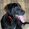 Shiloh - Wm Litter - ADOPTED 02.23.19