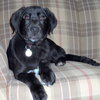 Shiloh - Wm Litter - ADOPTED 02.23.19