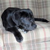 Shiloh - Wm Litter - ADOPTED 02.23.19